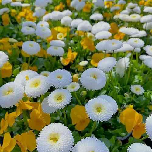 علیرضا زارع رفتی غرورم شکست غصه تو قلبم نشست